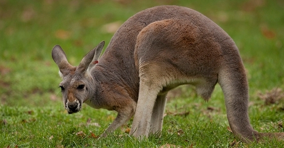 What Happened To The Australian Dollar?