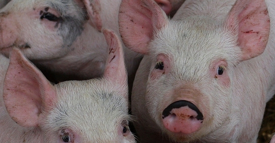 How Much Government: The Math