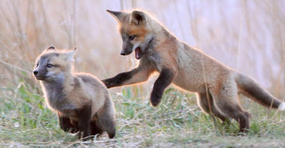 Sheryl Garrett Should Have Distanced Herself From Obama Like The AARP