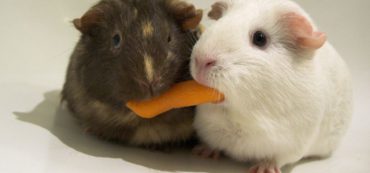 Cost-Benefit Analysis for Financial Planning