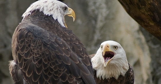 What Is the Correlation Between Value, Growth, Large and Small Cap Stocks?