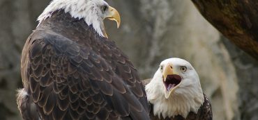 What Is the Correlation Between Value, Growth, Large and Small Cap Stocks?