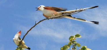 Do Resource Stocks Deserve Their Own Asset Class?