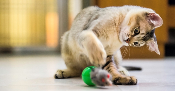 Active Management Strategies