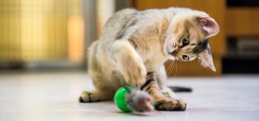 Only 20% of Advisors Avoid Active Management Strategies