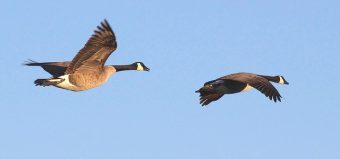 What is the Correlation of the Asset Classes?