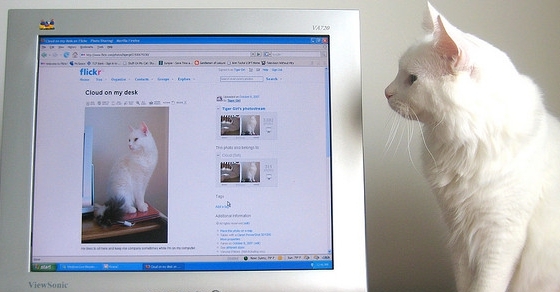 How to Keep Your Identity Safe Online