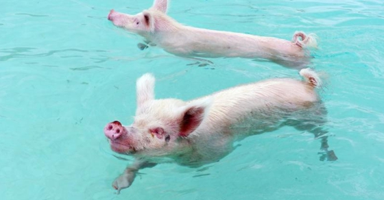 Mailbag: Roth IRA vs. Roth 401k, Which is Better?