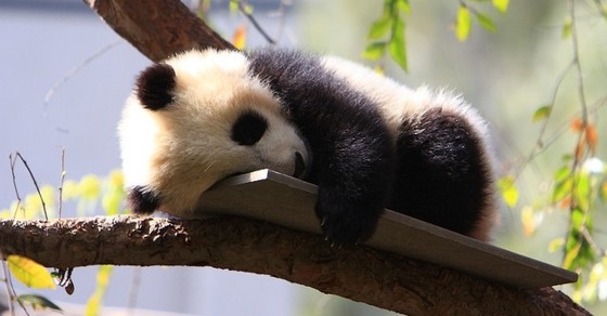 Baby Bear: The Bear Market of 1966