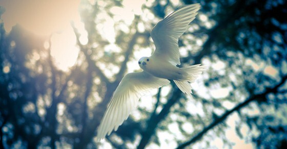 Safe Withdrawal Rate Adjustments