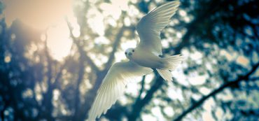 Safe Withdrawal Rate Adjustments