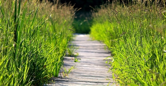 Understanding Your IRA Required Minimum Distributions (RMDs)