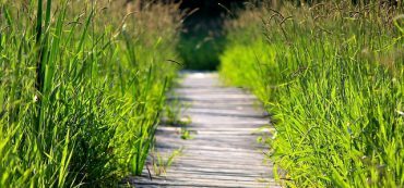 Understanding Your IRA Required Minimum Distributions (RMDs)