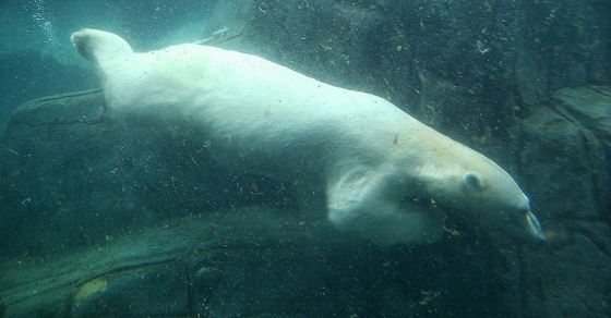 The Kennedy Slide Bear: The Bear Market of 1962