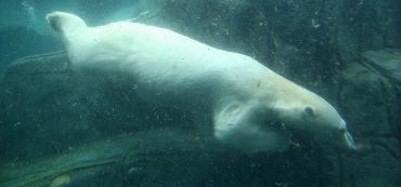 The Kennedy Slide Bear: The Bear Market of 1962