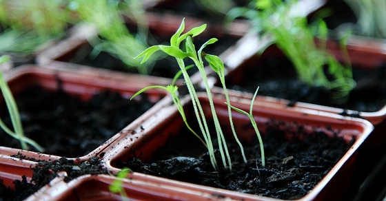 States With Low Regulation Have 30% More Small Business Payroll Growth