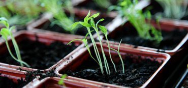 States With Low Regulation Have 30% More Small Business Payroll Growth