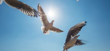 Fund Your 401(k) If You Believe In Free Markets