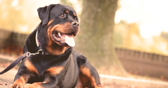 Department of Labor's New Fiduciary Ruling