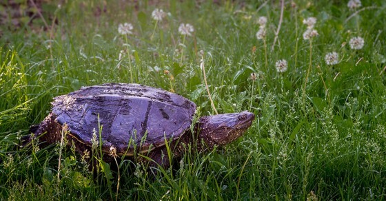 Slow and Steady Wins the Race