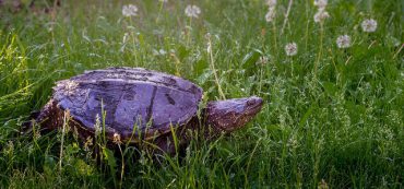 #TBT Slow and Steady Wins the Race