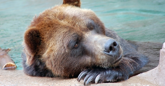 Double Bottom Bear: The Bear Market of 1970