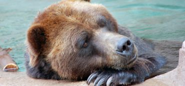 Double Bottom Bear: The Bear Market of 1970