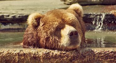 The Golden Bear: The Bear Market of 1973