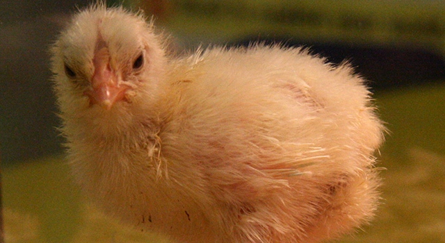 Beware of Dire Market Crash Predictions