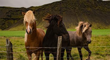 2017 Employer-Sponsored Retirement Plan Limits