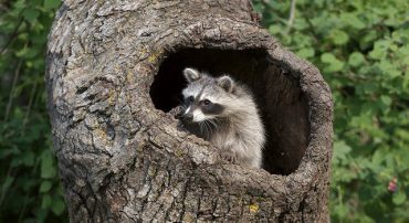 RMD Mistake: Failing to Take Your RMD