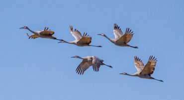 US Large-Cap Exchange-Traded Fund Choices