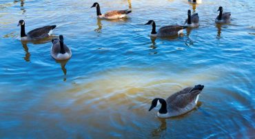 Bond Investing In 2016