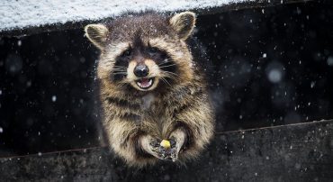 RMD Mistake: Missing a Spousal Rollover