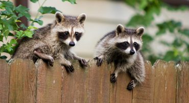 RMD Mistake: Not Using the Joint Divisor