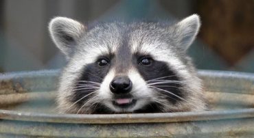 How to Calculate Your RMD: a Uniform, Inherited, and Joint Divisor Calculator