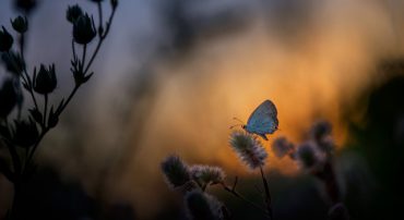 Social Security 6: The 70-66 Strategy