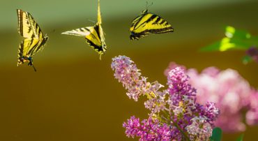 Social Security 4: File, Repay and Refile to Get an Interest-Free Loan