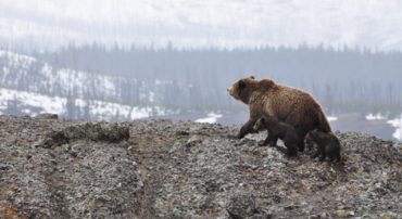 Volker’s Bear: The Bear Market of 1982