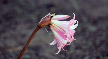 Q&A: Dividend Payouts and My Monthly Statement