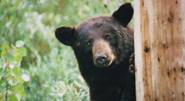 Black Monday Bear: The Bear Market of 1987