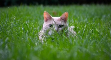 Helicopter Government