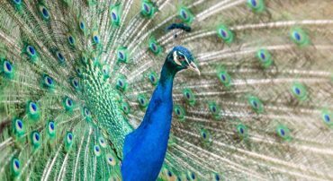 Q&A: What Are Your Qualifications?