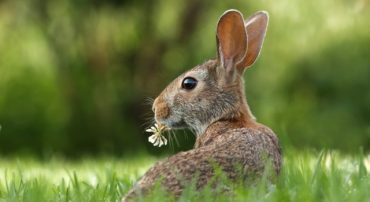 Inherited Required Minimum Distributions: Your Custodian May Mislead You