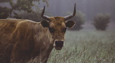 The No-Bear Bull Market of the 1990s