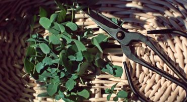 Estate Settlement: Satisfying the Year of Death RMD