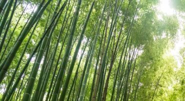 The Power of Compounding