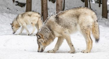 Four Possible Consequences of Regulation Best Interest