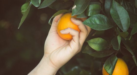 Harvest Major Capital Losses Whenever You Have Them