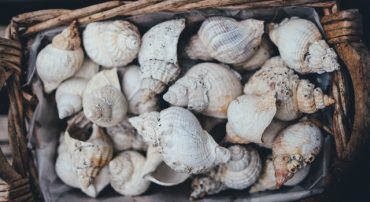 Marotta’s 2020 Vanguard Gone-Fishing Portfolio Calculator